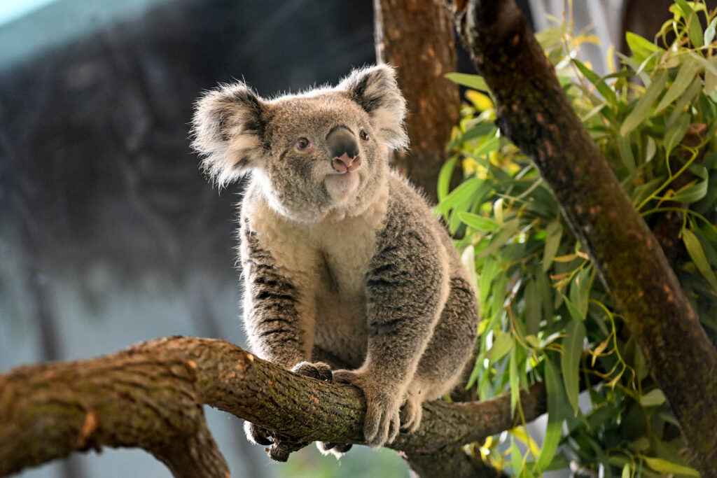Brumby at Brookfield Zoo