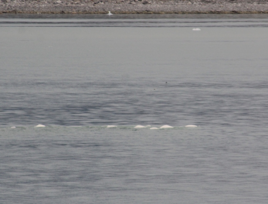 Pod of beluga whales spotted on first day of A&K expedition in Arctic
