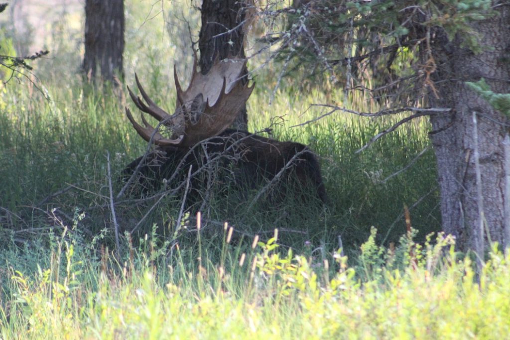 A lounging bull moose in the brush in Grand Teton National Park
