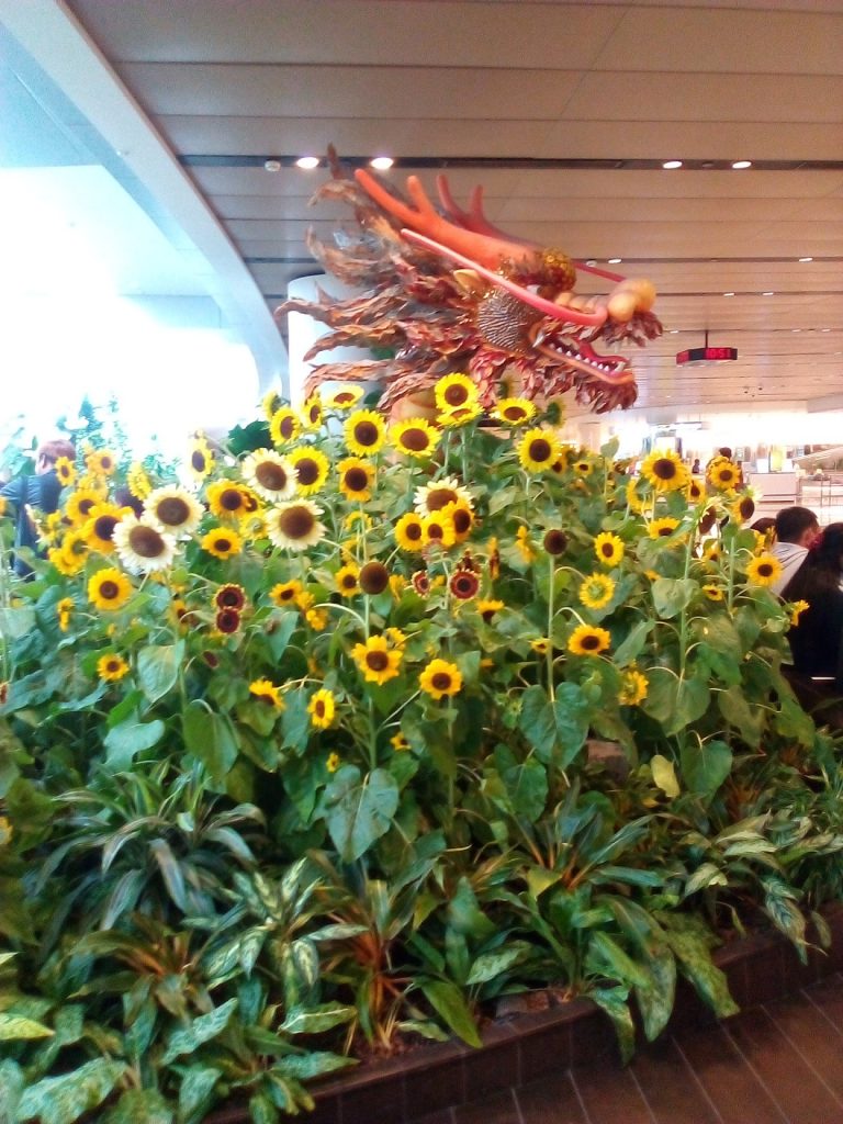 Sunflower Garden at Changi