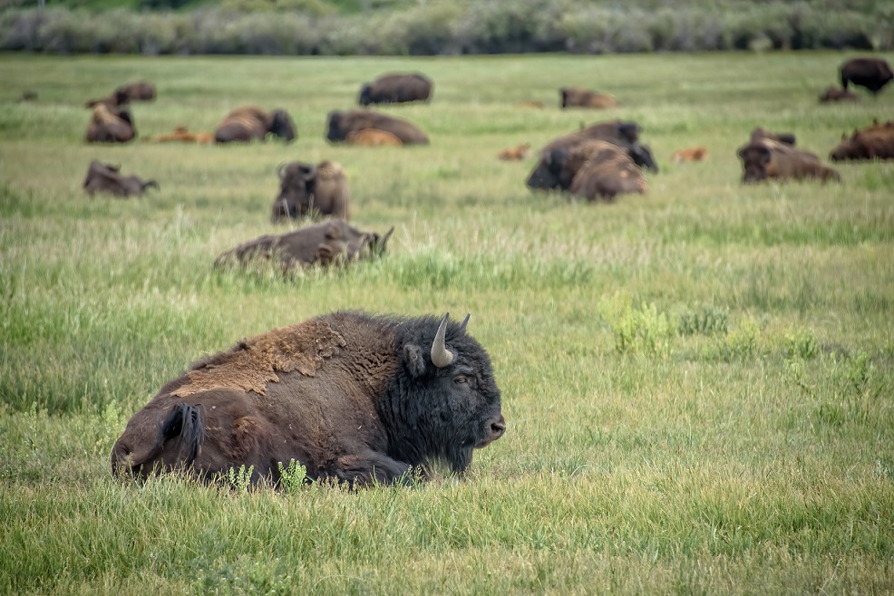 American Bison Resting Near Jackson Hole.