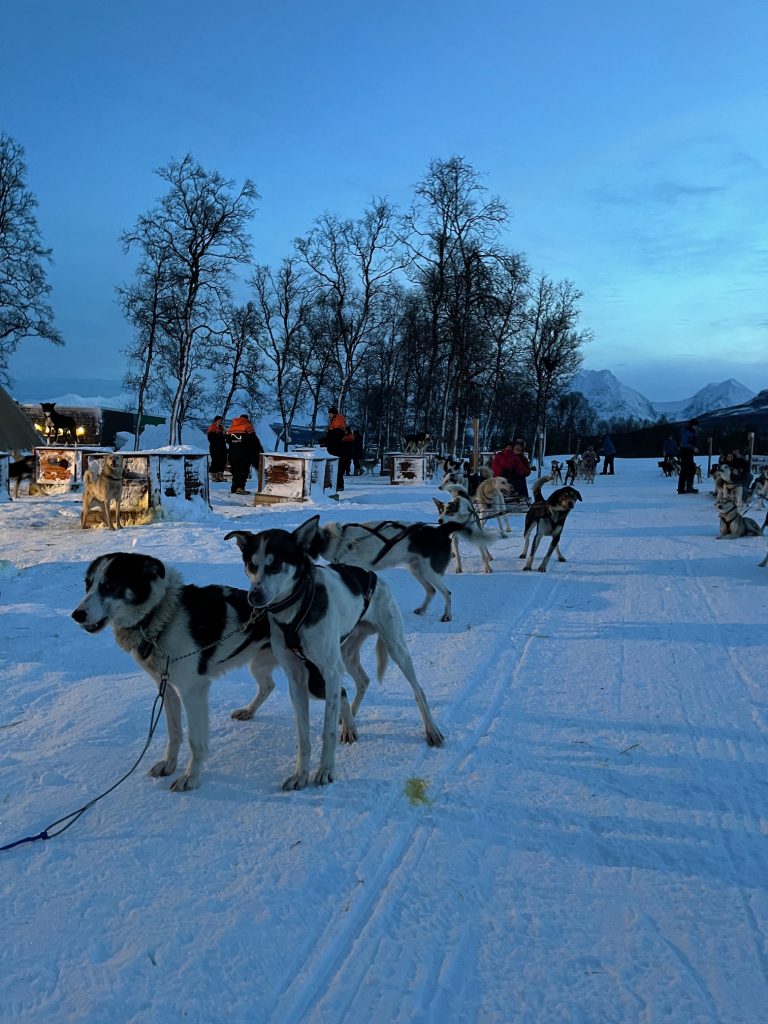 The dogs of Tromso are ready to rumble