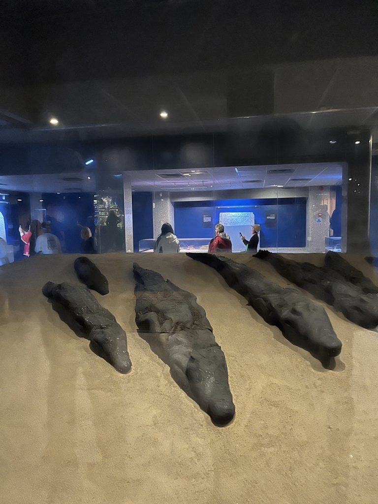 Mummified crocodiles in small museum at Kom Obmo