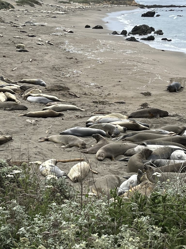 Juvenile elephant seals lounging on the beach at the Piedras Blancas Northern Elephant Seal Rookery