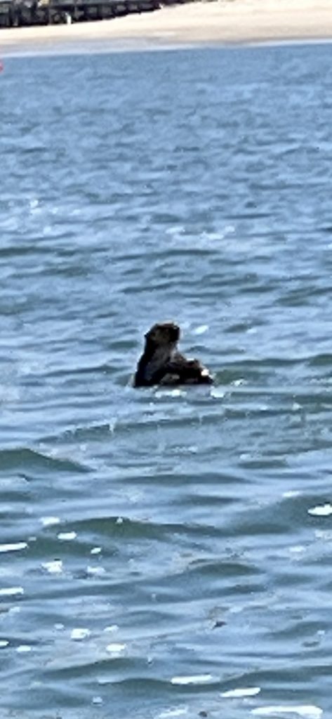 A playful sea otter in Morro Bay CA