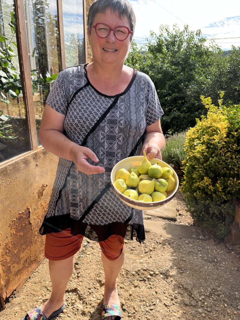 Fresh summer figs from the vineyards