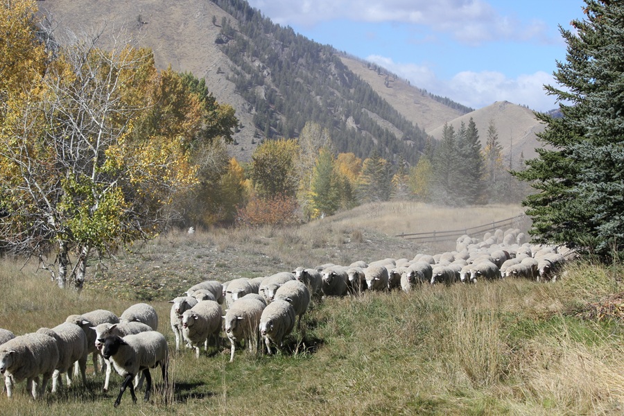 Sheep are guided through a field in Idaho on their way South, during the Basque Trailing of the Sheep Festival