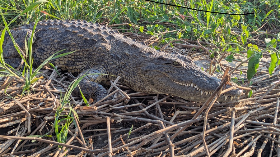 On CroisiEurope Southern Africa River Safari cruise