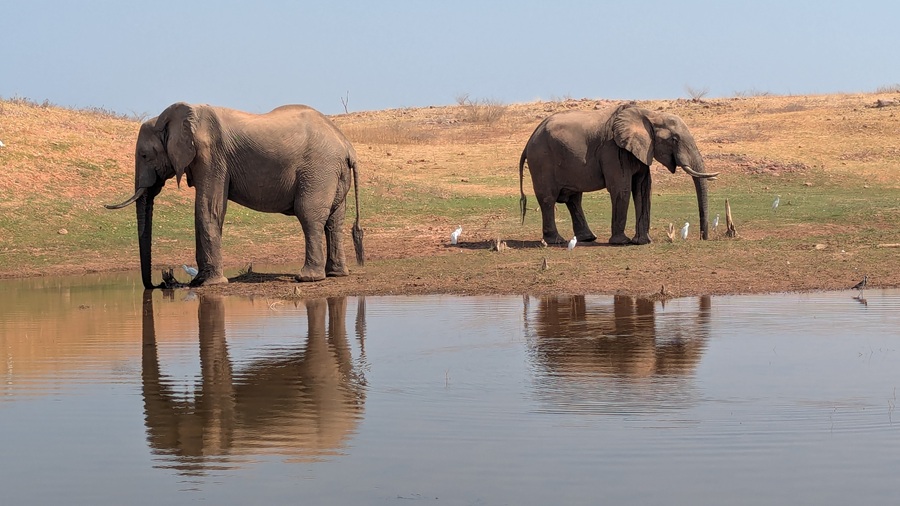Elephants and dung birds spotted on CroisiEurope Southern Africa River Safari cruise