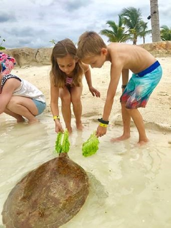 Kids feeding green sea turtles