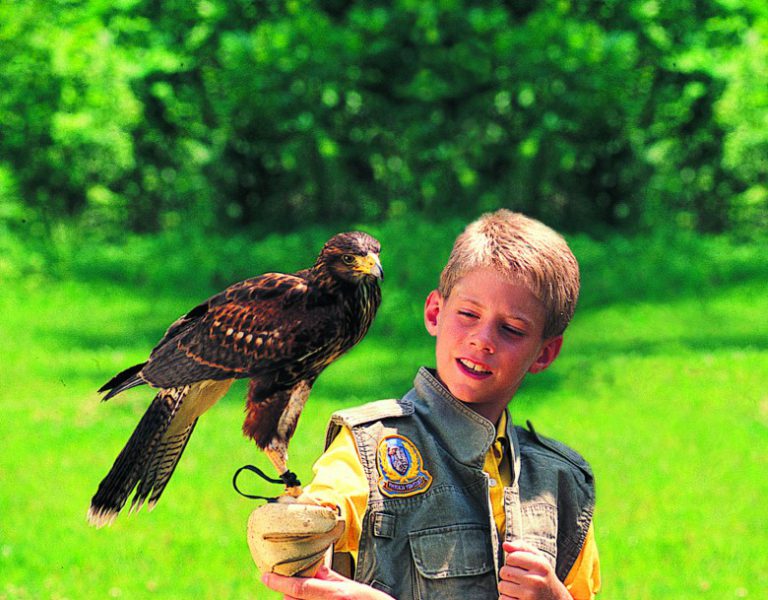 Families trying falconry, the sport of kings