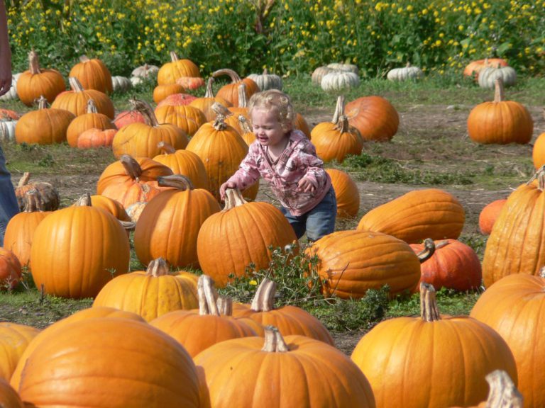 Get away from electronics to a fall festival or pumpkin patch