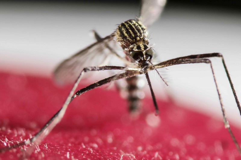 A mosquito from the genus Aedes, which can carry Zika virus