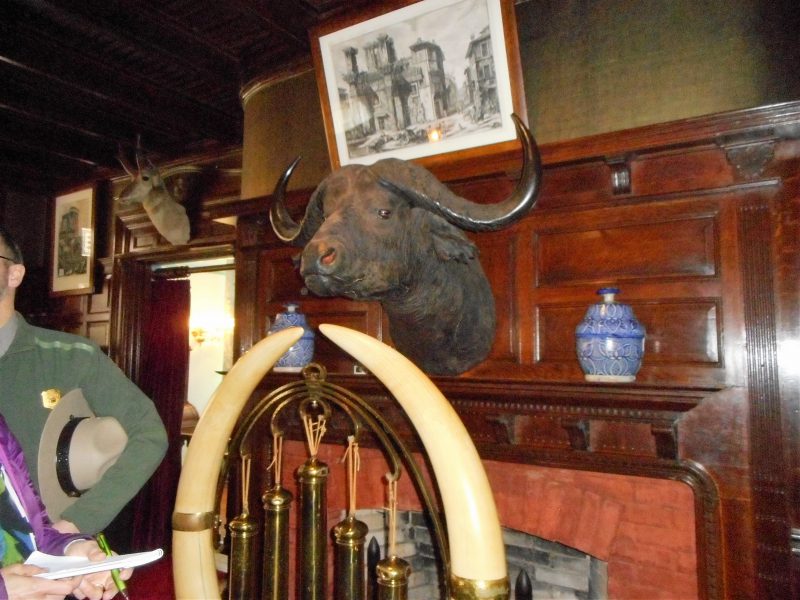 Elephant tusk gong and Cape Buffalo head inside Sagamore Hill