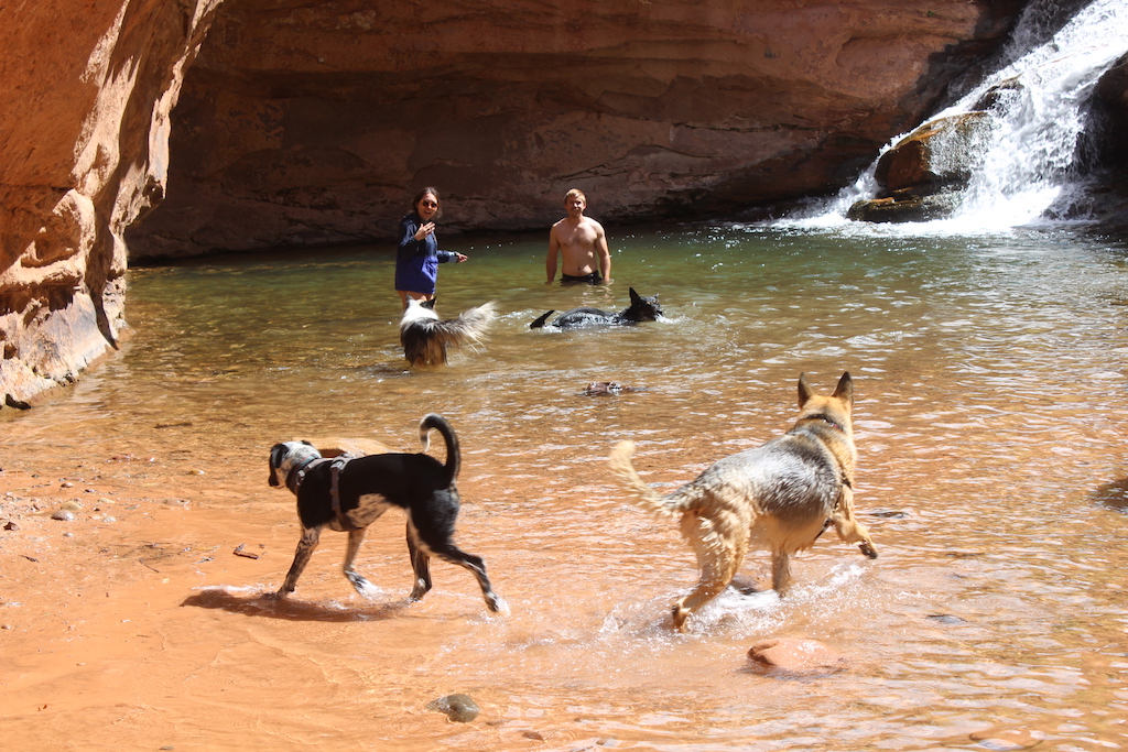 Dogs romping in a pool in Mill Creek Canyon near Moab UT