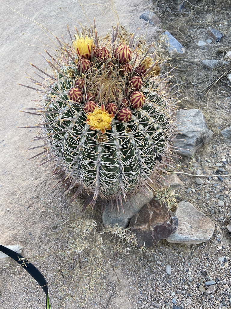 Flowering barrel cactus in the Sonoran Desert