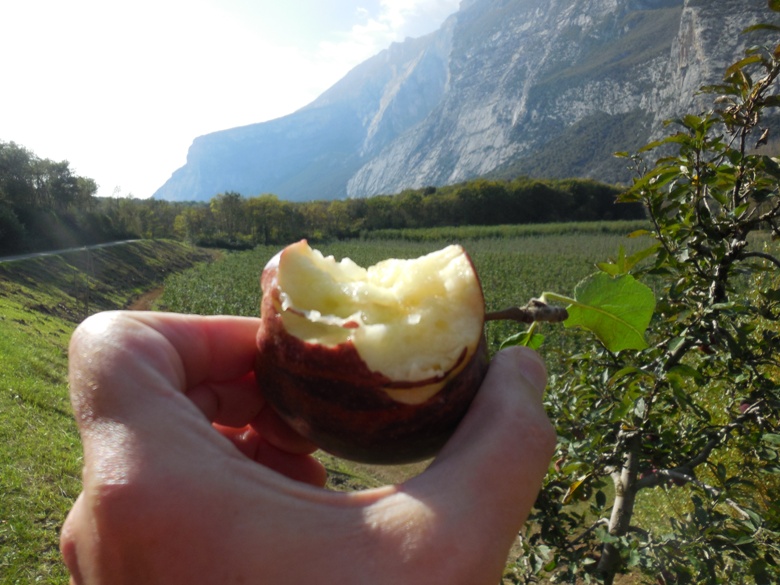 A freshly picked apple eaten along the bike trail