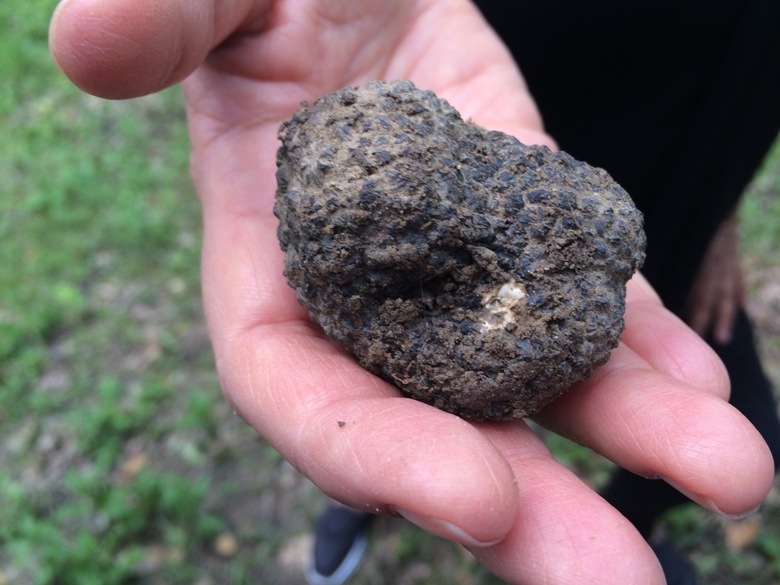 A nice truffle find - thanks Billy!