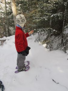 A young snowshoer examines a friendly fir tree