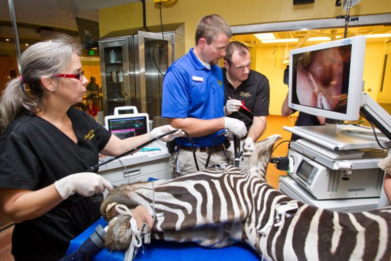 Families learn about wild animal care at Busch Gardens in Tampa FL
