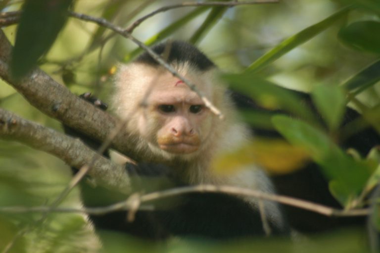 Off to see the monkeys