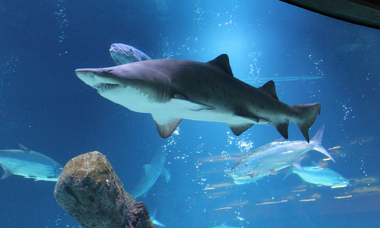 View sharks and other ocean life at the Bio Park Zoo in Albuquerque.