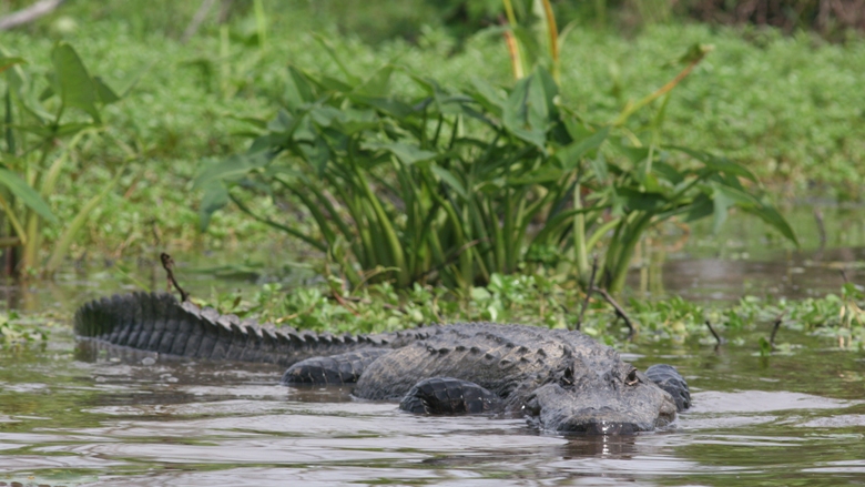 Alligator in Honey Island Swamp