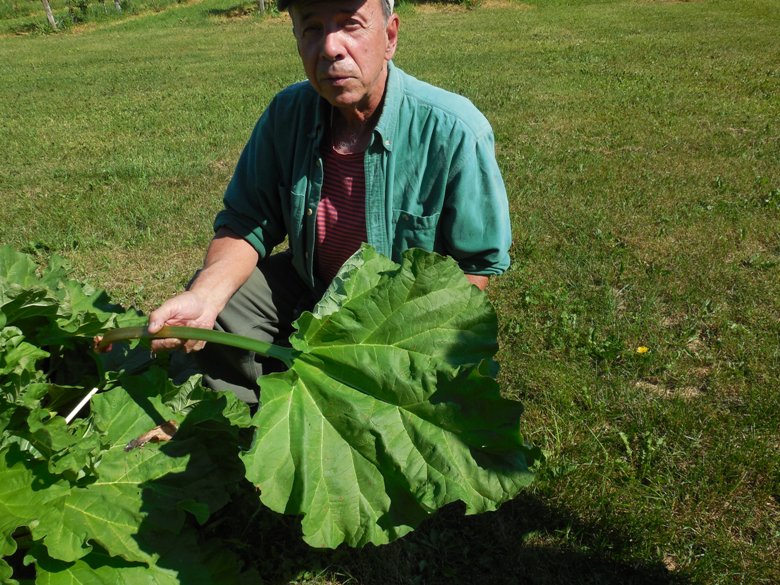Willy Bruneau picks rhubarb at Middlefield Orchard