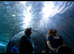 Go Undersea in San Francisco! 3 of the Best Oceanariums