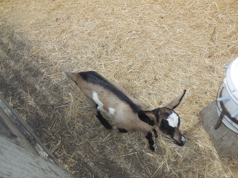 Baby Goat at Harley Farms
