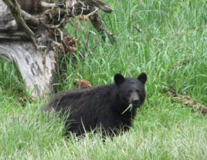 Black bear munching on grass near Salt Chuck