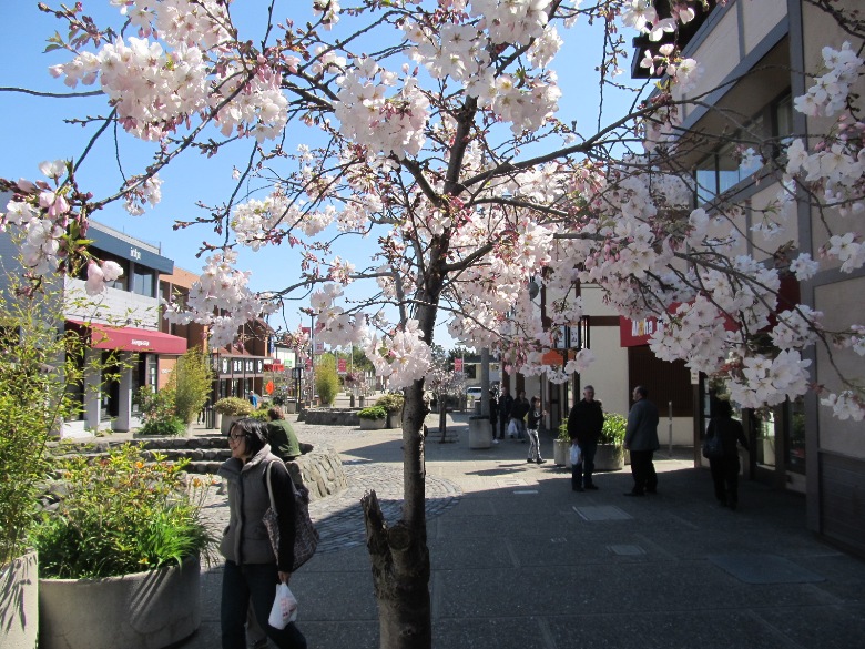 Cherry blossoms, Japantown