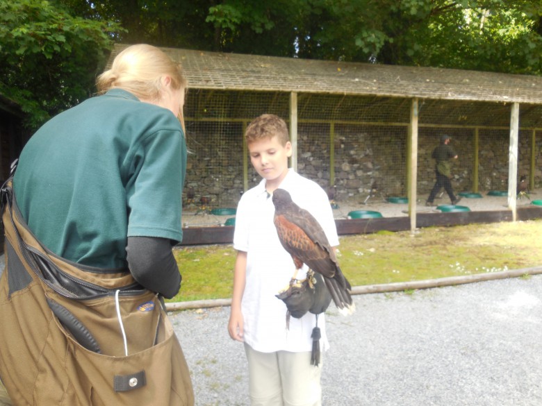 Will Reed with his Harris Hawk buddy