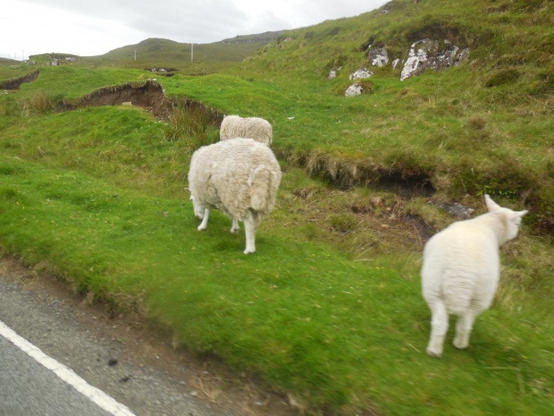 Sheep along road on way to Three Chimneys Restaurant