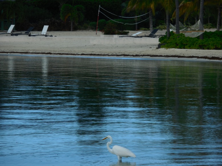 Egret looking for fish to eat at Jumby Bay