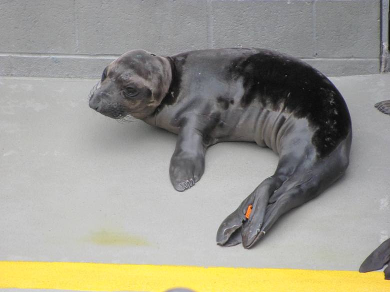 A visit to the Marine Mammal Center, where they rescue creatures large and small