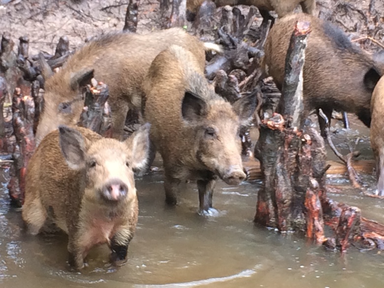 Feral hogs seen on Pearl River Swamp tour