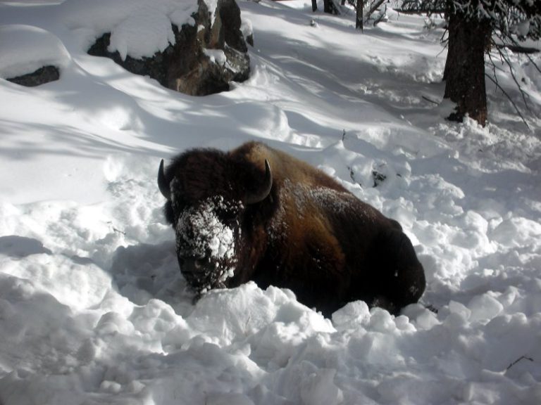 TO YELLOWSTONE NATIONAL PARK IN WINTER