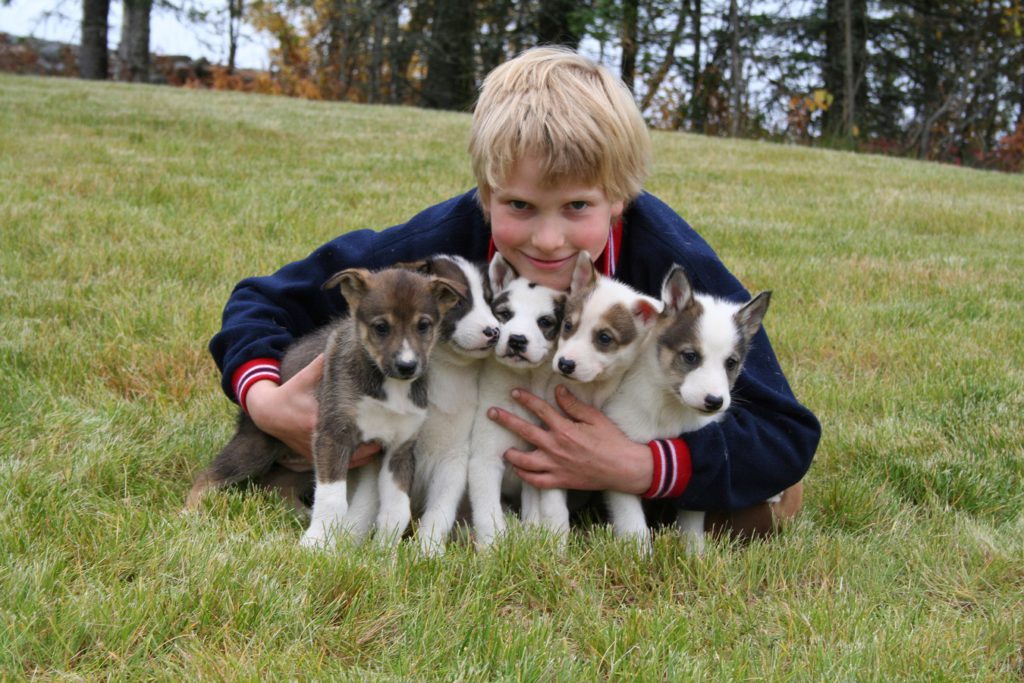 A sled dog experience in Alaska with Holland America tours