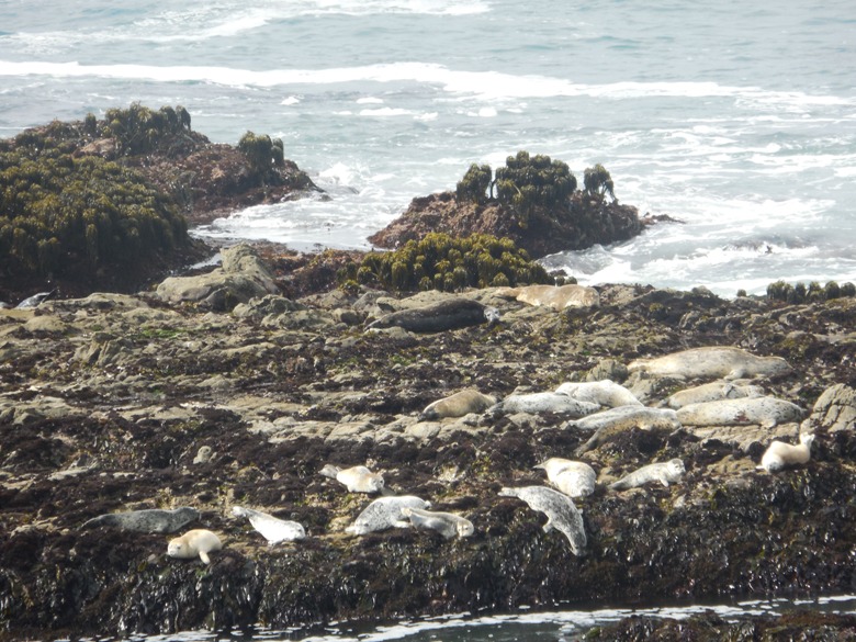 Harbor seals basking on beach
