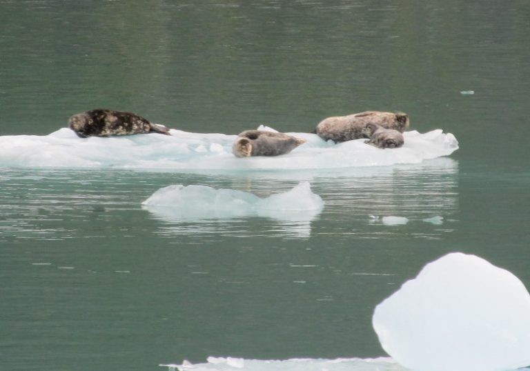 Up close (but not too close) and personal with a glacier