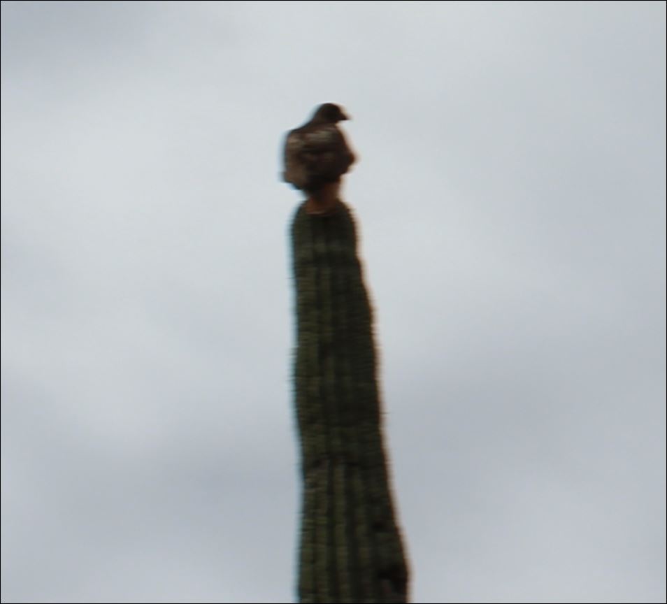 Harris Hawk seen atop Saguaro Catcus on Green Zebra Tomcat tour
