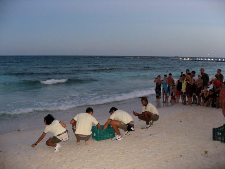 Helping protect the sea turtle hatchlings on the Riviera-Maya
