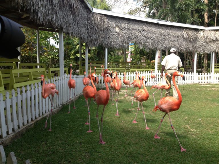In the Bahamas — what’s Nassau without Pink Flamingoes?