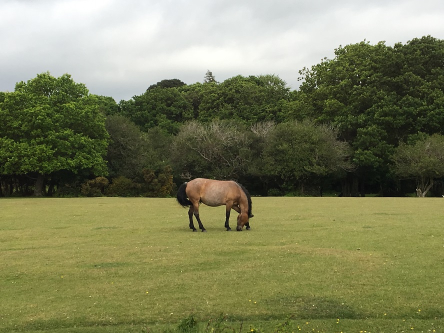 Horse grazing in New Forest