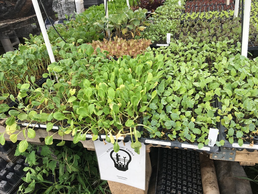 Herbs growing at the high school organic farm