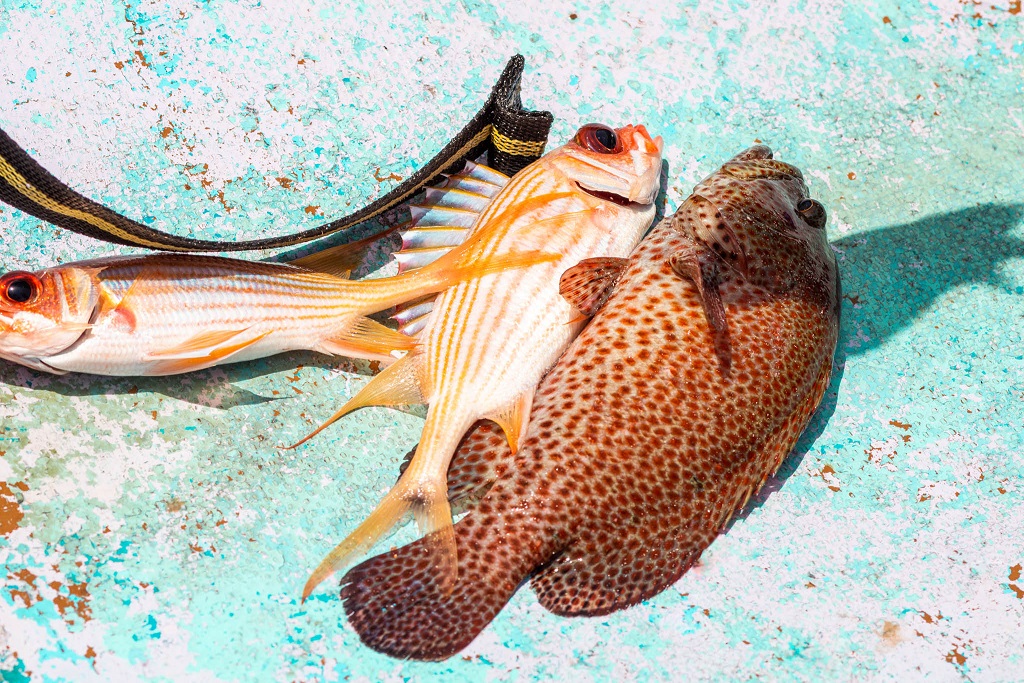 What we caught. Seas were too rough to go farther out for the big ones (Photo: Richard Nattoo)