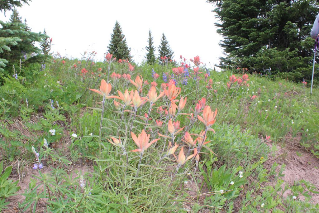 Indian paint brushes atop Vail Mountain