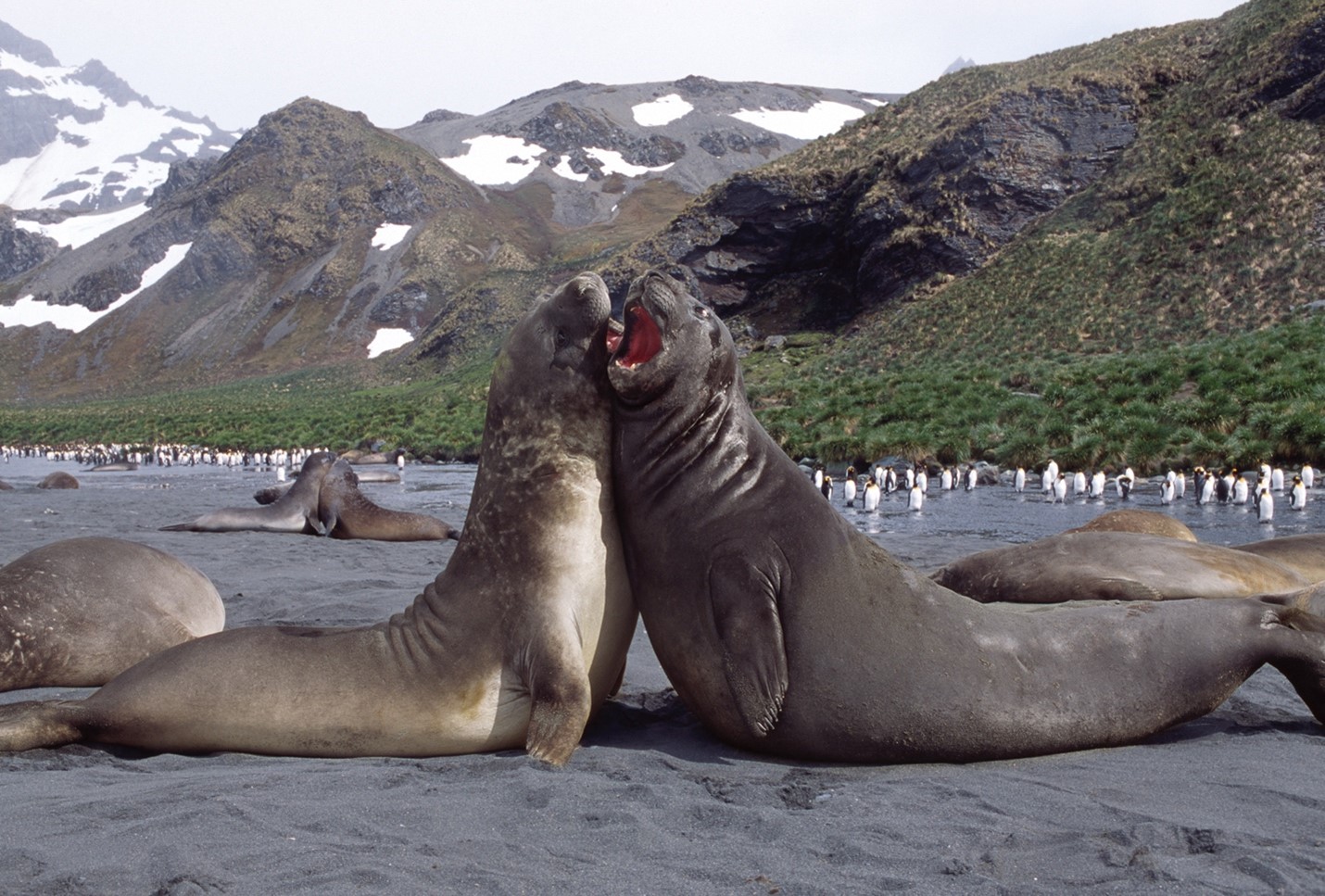 Juvenile Southern Elephant Seals vie for dominance in the colony.