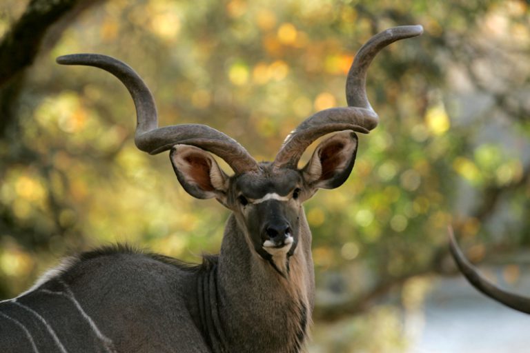 Families up close with African animals – in Sonoma County CA